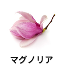 Celes (セレス) | Loewe - Aura Pink Magnolia (ロエベ - オーラ 