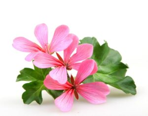 ゼラニウム Geranium はどんな香り セレス