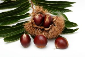 nut チェスナッツ (Chestnut)」はどんな香り？ – セレス