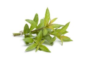 バーベナ Verbena はどんな香り セレス