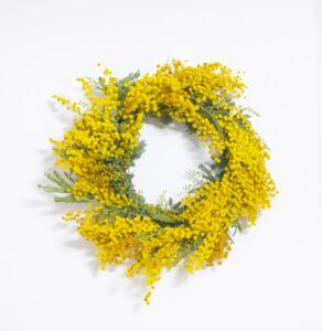 ミモザ (Mimosa)」はどんな香り? – セレス