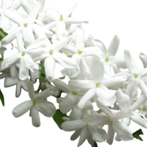 ジャスミン (Jasmine)」はどんな香り? – セレス